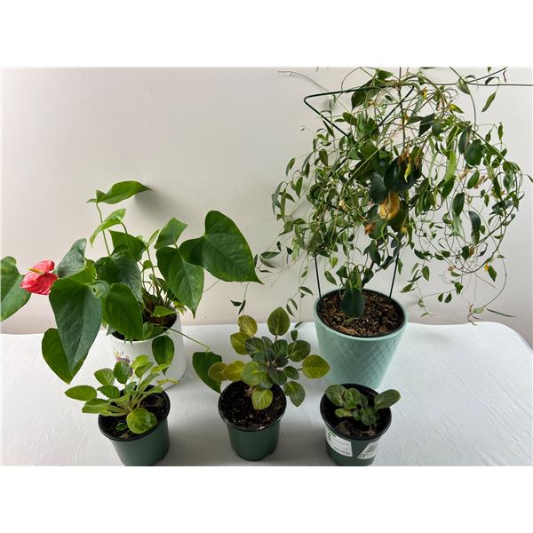 House Plants