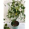 Image 2 : House Plants