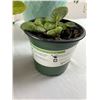 Image 3 : House Plants