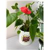 Image 4 : House Plants