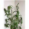 Image 2 : Faux House Plant