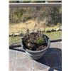Image 2 : Group of 4 planters
