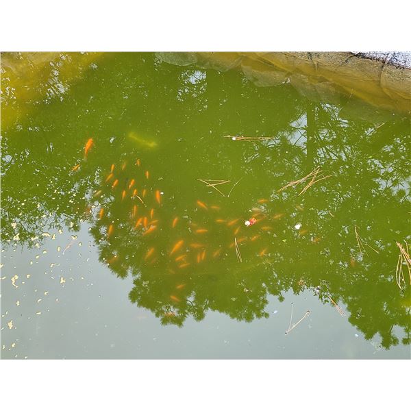 Living Goldfish - Bidder Responsible for Removing It