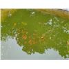 Image 1 : Living Goldfish - Bidder Responsible for Removing It