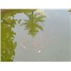 Image 2 : Living Goldfish - Bidder Responsible for Removing It