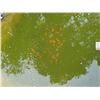 Image 3 : Living Goldfish - Bidder Responsible for Removing It