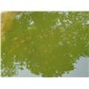 Image 4 : Living Goldfish - Bidder Responsible for Removing It