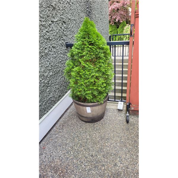 Shrub Planter A