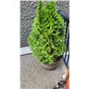 Image 2 : Shrub Planter A