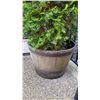 Image 3 : Shrub Planter A