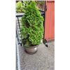 Image 4 : Shrub Planter A