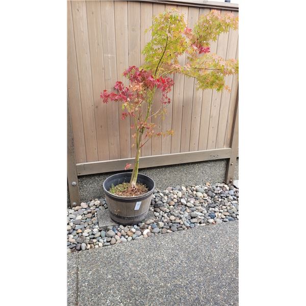 Japanese Maple Tree A