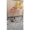 Image 1 : Japanese Maple Tree A
