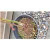 Image 2 : Japanese Maple Tree A