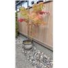 Image 3 : Japanese Maple Tree A