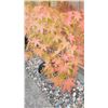 Image 4 : Japanese Maple Tree A