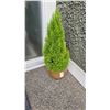 Image 1 : Emerald Shrub A