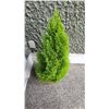 Image 2 : Emerald Shrub A