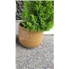 Image 3 : Emerald Shrub A