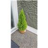 Image 4 : Emerald Shrub A
