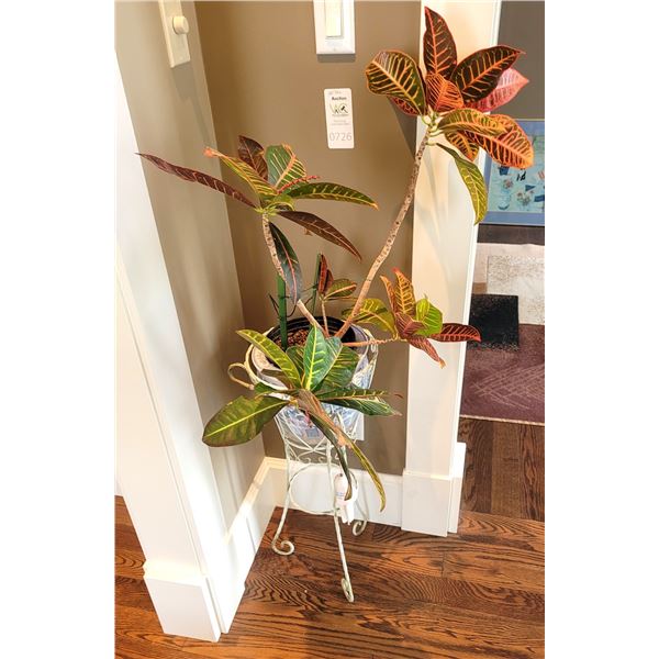 Plant Stand, Plant A