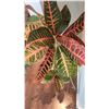 Image 4 : Plant Stand, Plant A