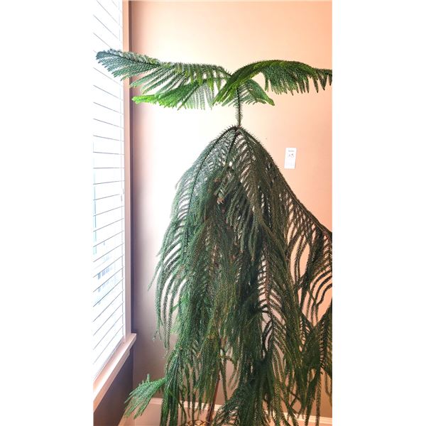 Norfolk Pine A