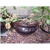 Image 3 : Ceramic Planters A