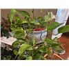 Image 4 : Plant Stands & Faux Greenery B