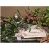 Image 5 : Plant Stands & Faux Greenery B