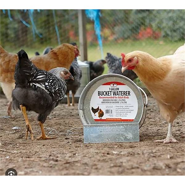Little Giant 1 Gallon Bucket Waterer for Adult Birds