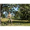 Image 1 : Greenworks 8-Inch Cordless Pole Saw Kit
