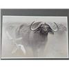 Image 2 : Robert Batman - "Water Buffalo" (12.25"x 16.25")
