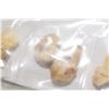 Image 2 : Vintage Elk Ivory Teeth Lot