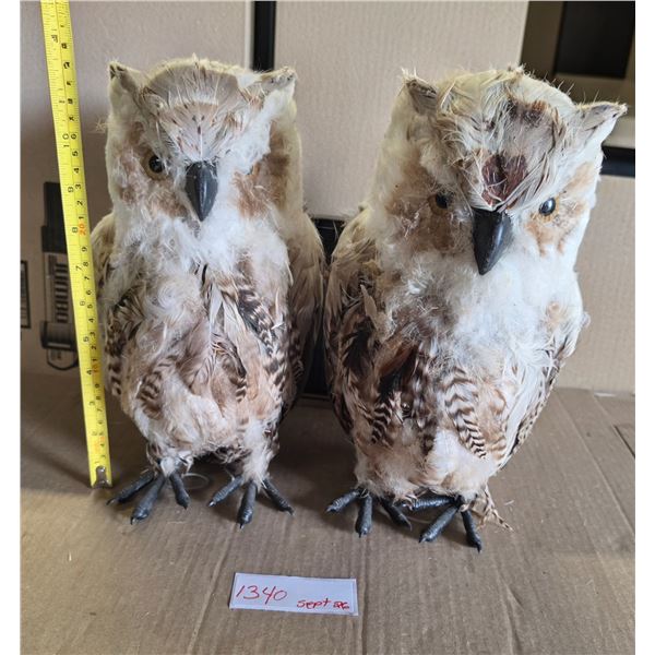 (2) Owls