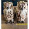 Image 2 : (2) Owls