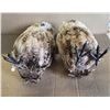 Image 4 : (2) Owls