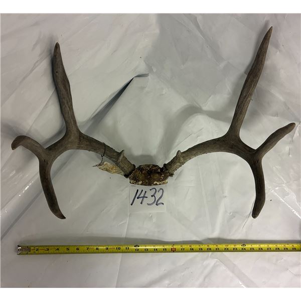 Deer Antler w/Tags