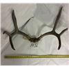 Image 1 : Deer Antler w/Tags