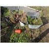 Image 1 : *OFFSITE* Galvanized Flower Buckets