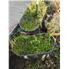 Image 3 : *OFFSITE* Galvanized Flower Buckets