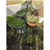 Image 4 : *OFFSITE* Galvanized Flower Buckets