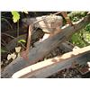 Image 11 : Old Sleigh Runner & Pole