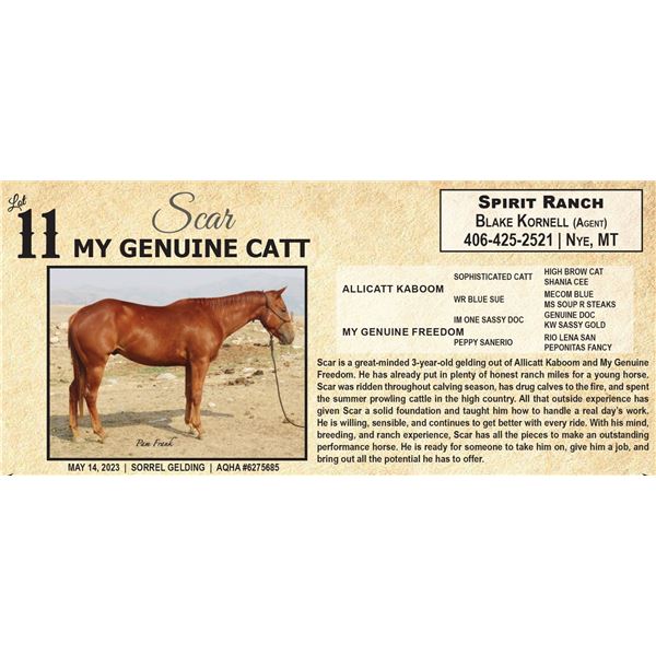 MY GENUINE CATT