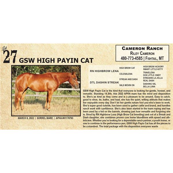 GSW HIGH PAYIN CAT