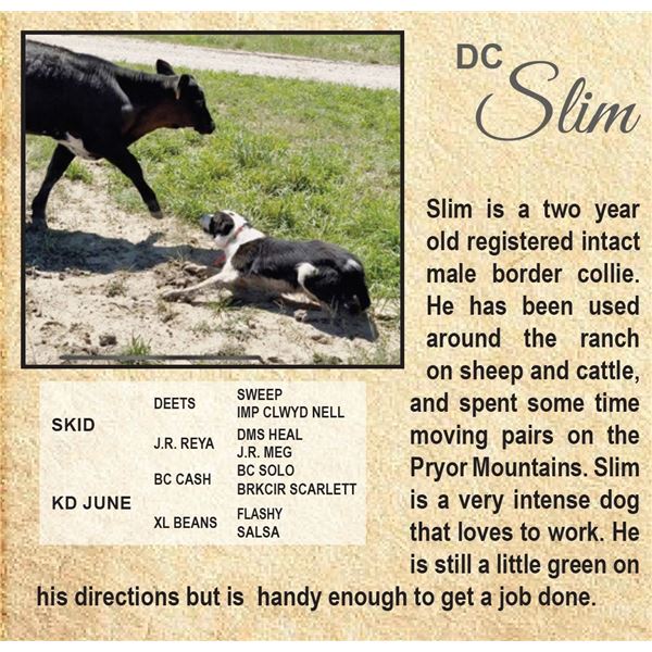 DC SLIM - STOCK DOG