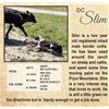Image 1 : DC SLIM - STOCK DOG