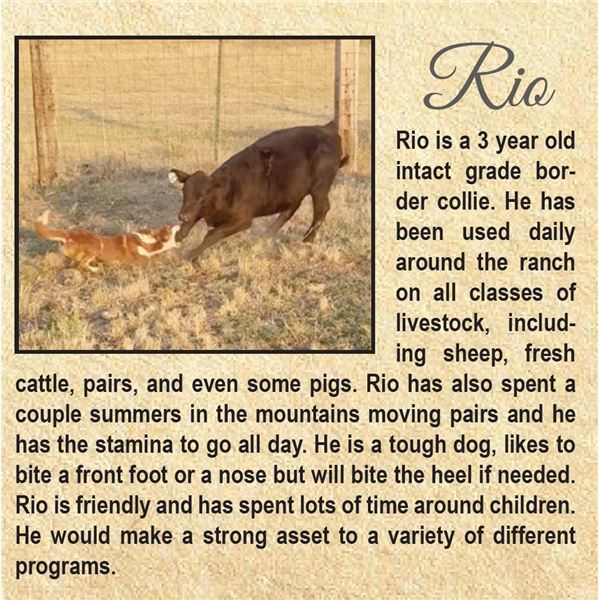 RIO - STOCK DOG