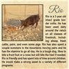 Image 1 : RIO - STOCK DOG