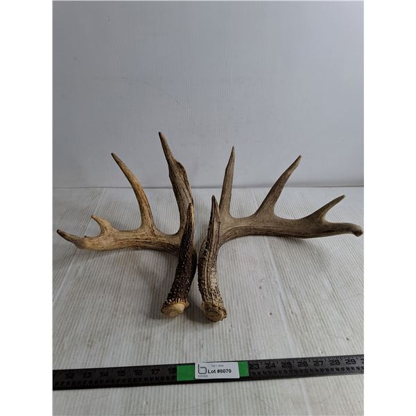 (2) Deer Antler Sheds, Pickup Preferred